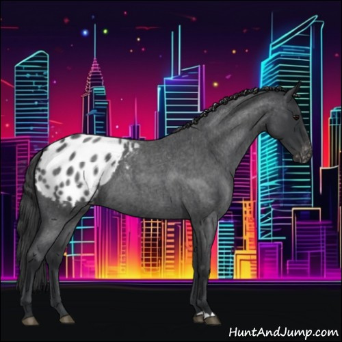 Horse Color:Blue Roan Blanket 