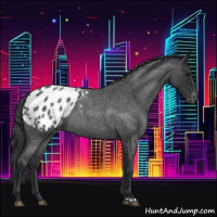 Horse Color:Blue Roan Appaloosa 