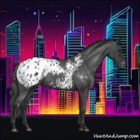 Horse Color:Blue Roan Appaloosa 