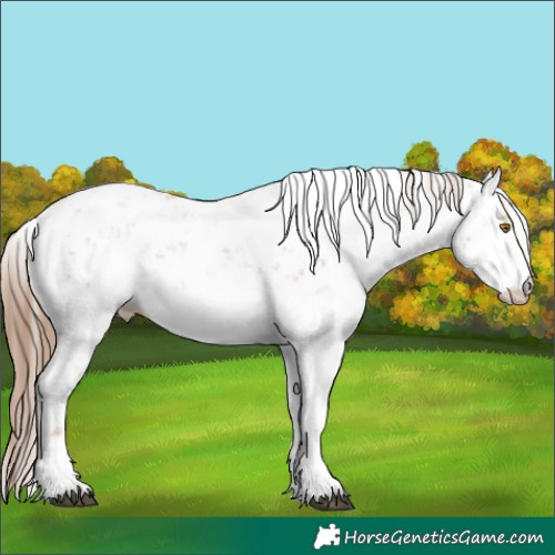 Horse Color:Brown Pearl Sabino 