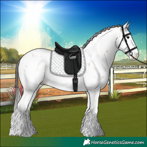 Horse Color:Bay Sabino 