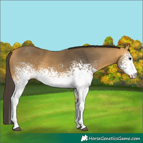 Horse Color:White Spotted Buckskin 