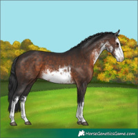 Horse Color:White Spotted Brown 