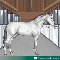 Horse Color:White Spotted Blue Roan Rabicano  and White Spotted Smoky Blue Roan Rabicano 