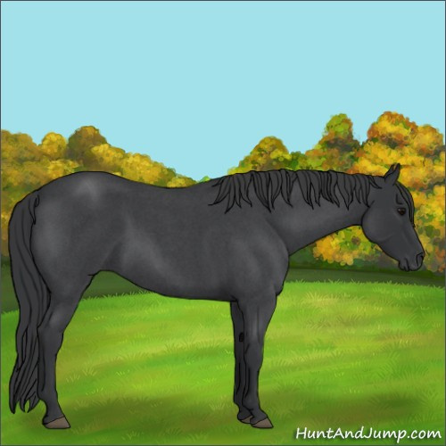Horse Color:Blue Roan