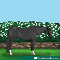 Horse Color:Black 