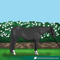 Horse Color:Black 