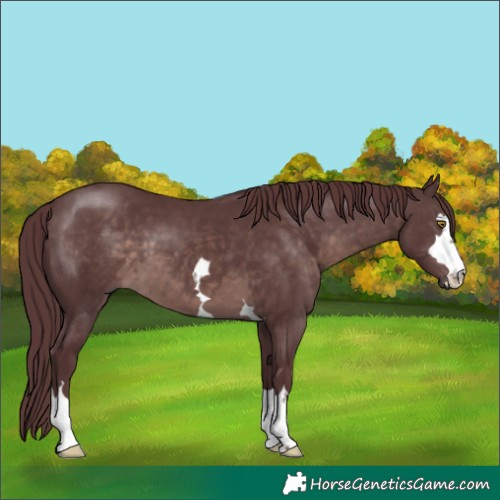 Horse Color:Platinum Chocolate Brown 