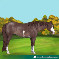 Horse Color:Platinum Chocolate Brown 