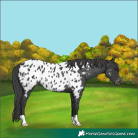 Horse Color:Black Appaloosa Rabicano 