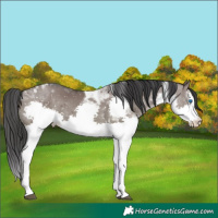 Horse Color:Grullo Splash Tobiano 