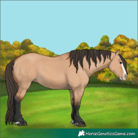 Horse Color:Bay Dun Splash 
