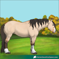 Horse Color:Bay Dun
