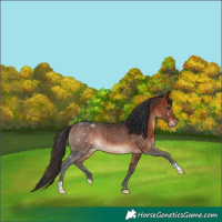 Horse Color:Bay Rabicano 