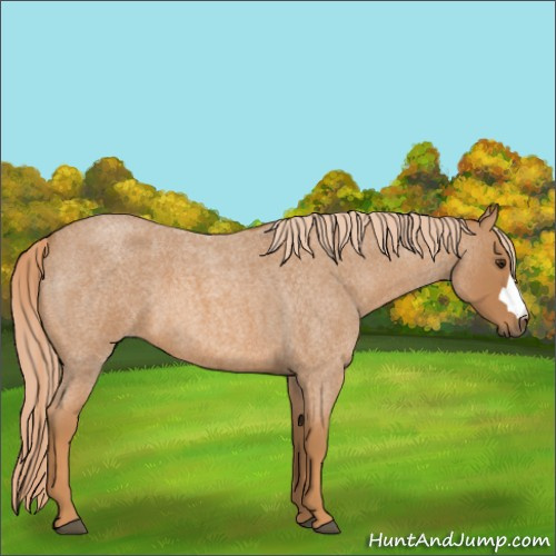 Horse Color:Unknown 