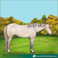 Horse Color:Buckskin Appaloosa