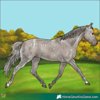 Horse Color:Silver Grullo Ice 