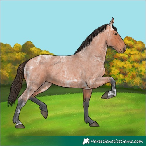 Horse Color:Bay Ice Roan 