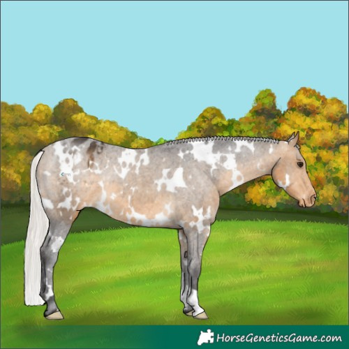 Horse Color:White Spotted Silver Buckskin Appaloosa Rabicano 