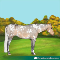 Horse Color:White Spotted Silver Buckskin Appaloosa Rabicano