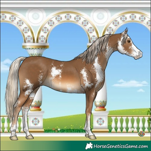 Horse Color:Chocolate Palomino Sabino 