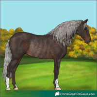 Horse Color:Silver Brown Rabicano 