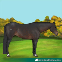 Horse Color:Brown Rabicano