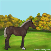 Horse Color:Silver Brown Rabicano 