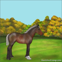 Horse Color:Silver Brown Rabicano 