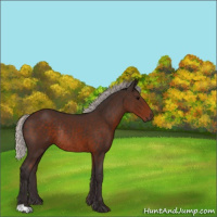 Horse Color:Silver Brown Rabicano 