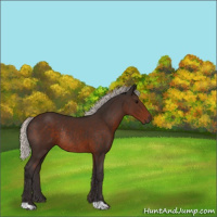 Horse Color:Silver Brown Rabicano 