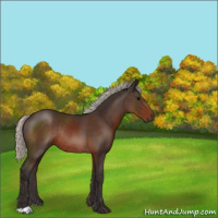 Horse Color:Silver Brown Rabicano 
