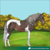 Horse Color:Silver Brown Ice Tobiano 