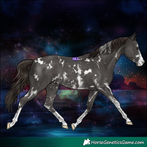 Horse Color:White Spotted Liver Chestnut Sabino Rabicano