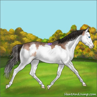 Horse Color:Bay Splash 