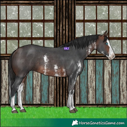 Horse Color:Bay Sabino Splash Rabicano 