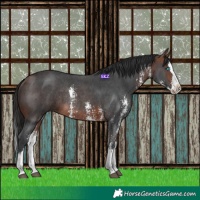 Horse Color:Bay Sabino Splash Rabicano 