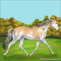 Horse Color:Palomino Splash 