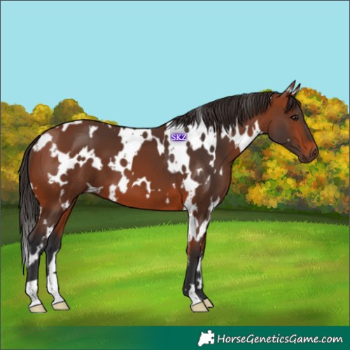 Horse Color:White Spotted Bay