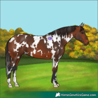 Horse Color:White Spotted Bay 