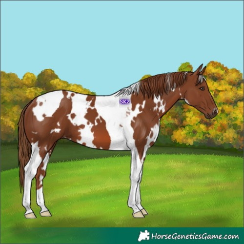 Horse Color:White Spotted Chestnut Tobiano 
