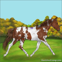 Horse Color:White Spotted Chestnut Tobiano 