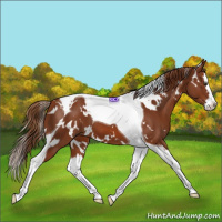 Horse Color:White Spotted Chestnut Splash Tobiano