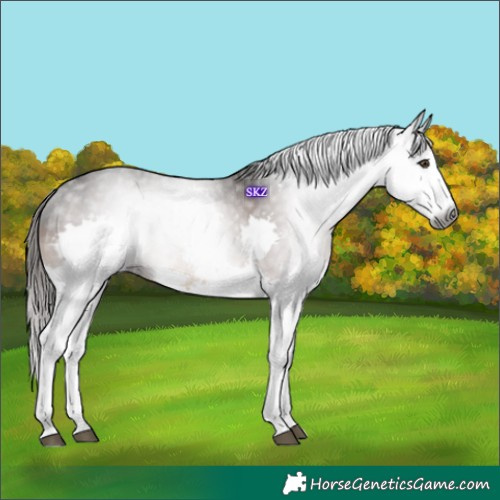 Horse Color:Gray Liver Chestnut Splash