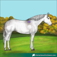 Horse Color:Gray Liver Chestnut Splash 