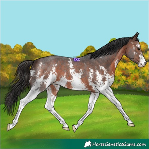 Horse Color:Brown Sabino