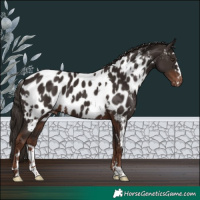 Horse Color:White Spotted Liver Chestnut Near Leopard
