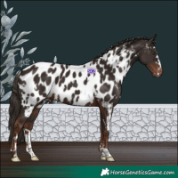 Horse Color:White Spotted Liver Chestnut Appaloosa 