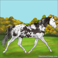 Horse Color:White Spotted Liver Chestnut Splash Appaloosa 