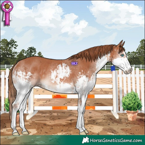 Horse Color:Chestnut Splash Rabicano and Chestnut Splash Rabicano